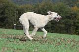 IRISH WOLFHOUND 186
